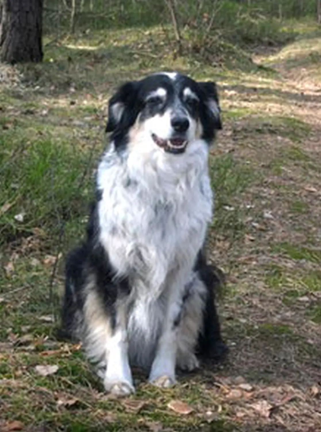 Hundeschule Lupus Jules letzter Spaziergang