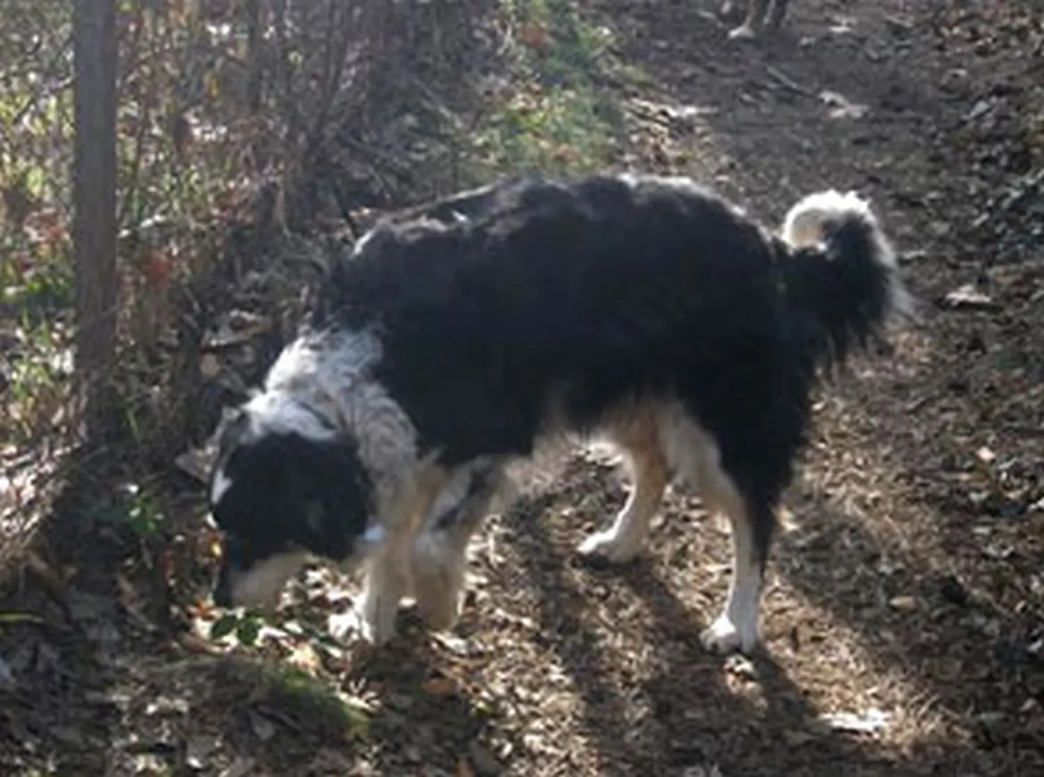 Hundeschule Lupus Jules letzter Spaziergang