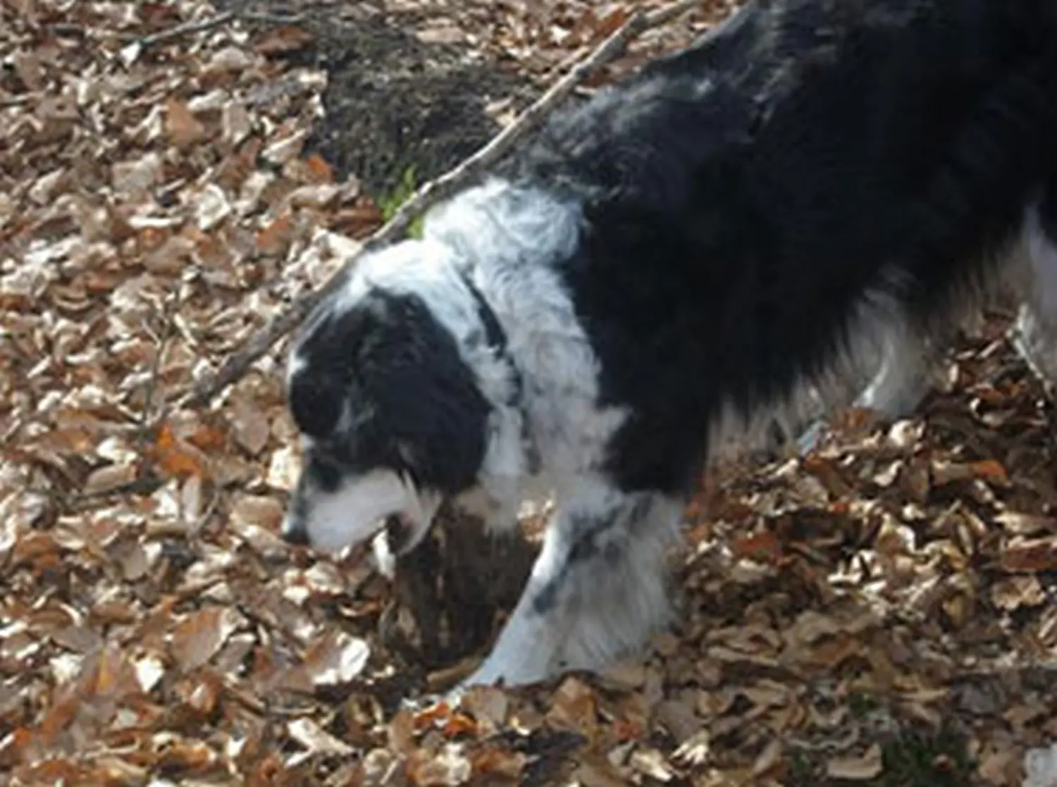 Hundeschule Lupus Jules letzter Spaziergang