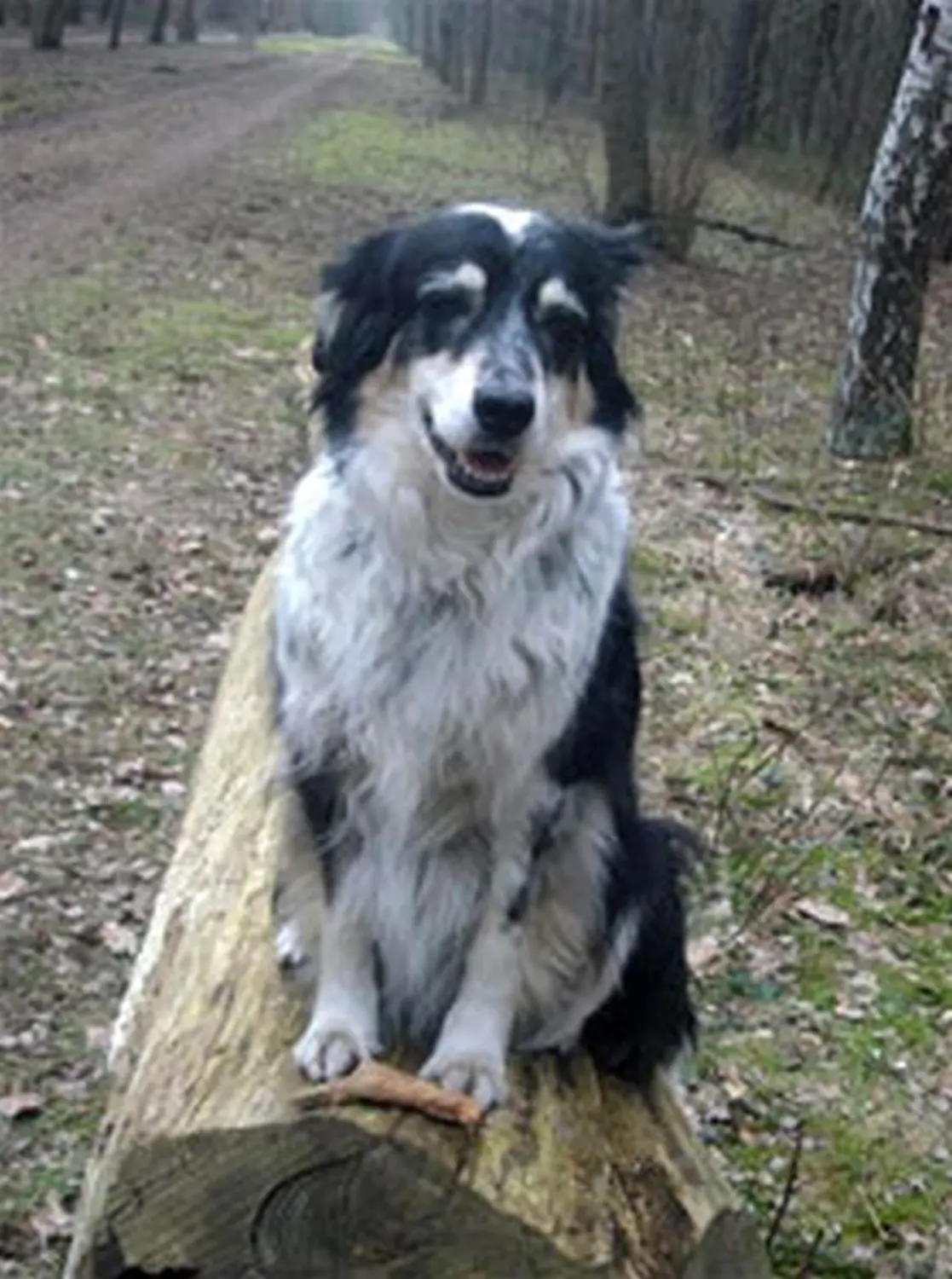 Hundeschule Lupus Jules letzter Spaziergang