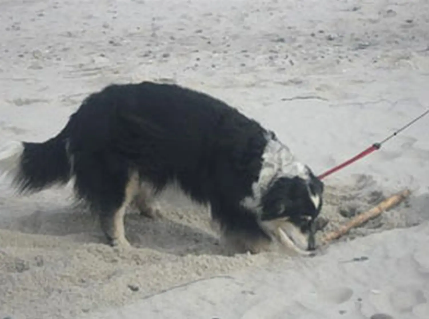 Hundeschule Lupus An der Ostsee - Februar 2011