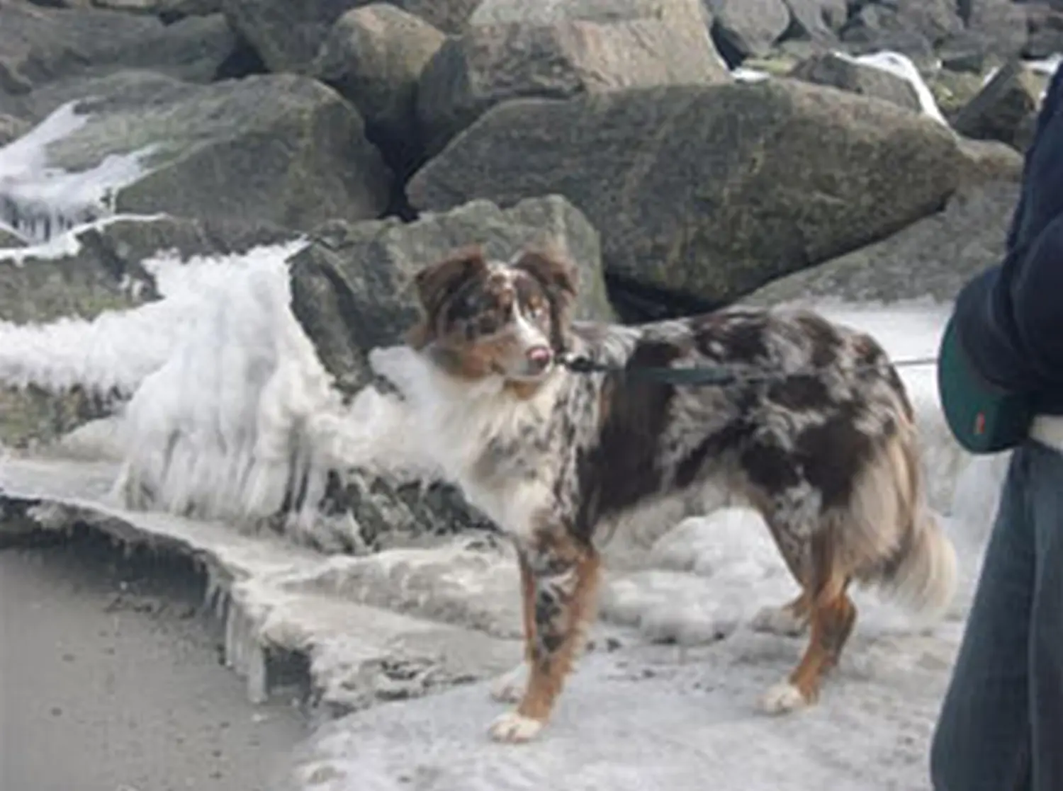 Hundeschule Lupus An der Ostsee - Februar 2011