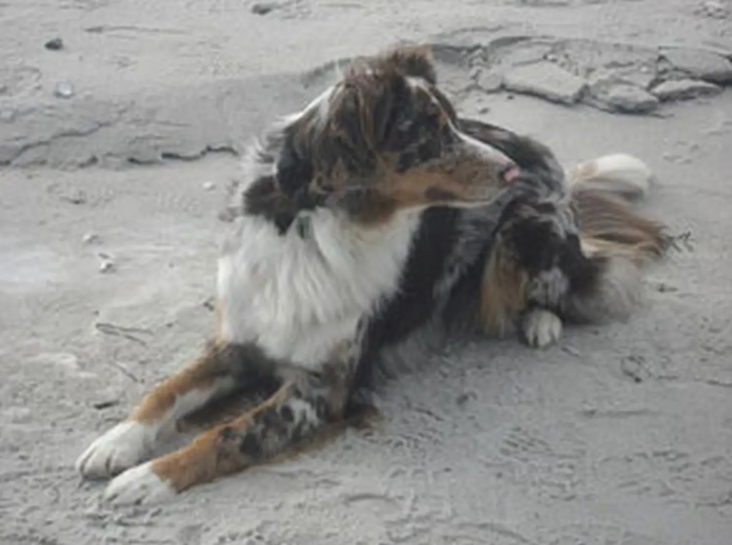 Hundeschule Lupus An der Ostsee - Februar 2011