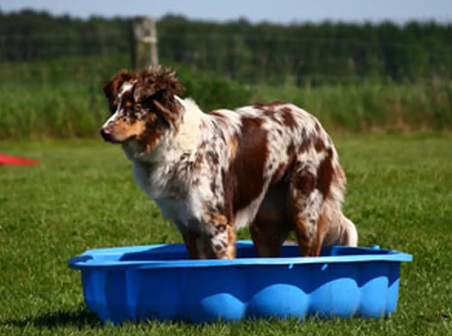 Hundeschule Lupus in der Wanne