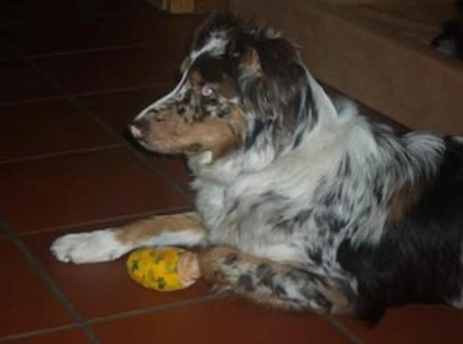 Hundeschule Lupus Lahni hat sich verletzt