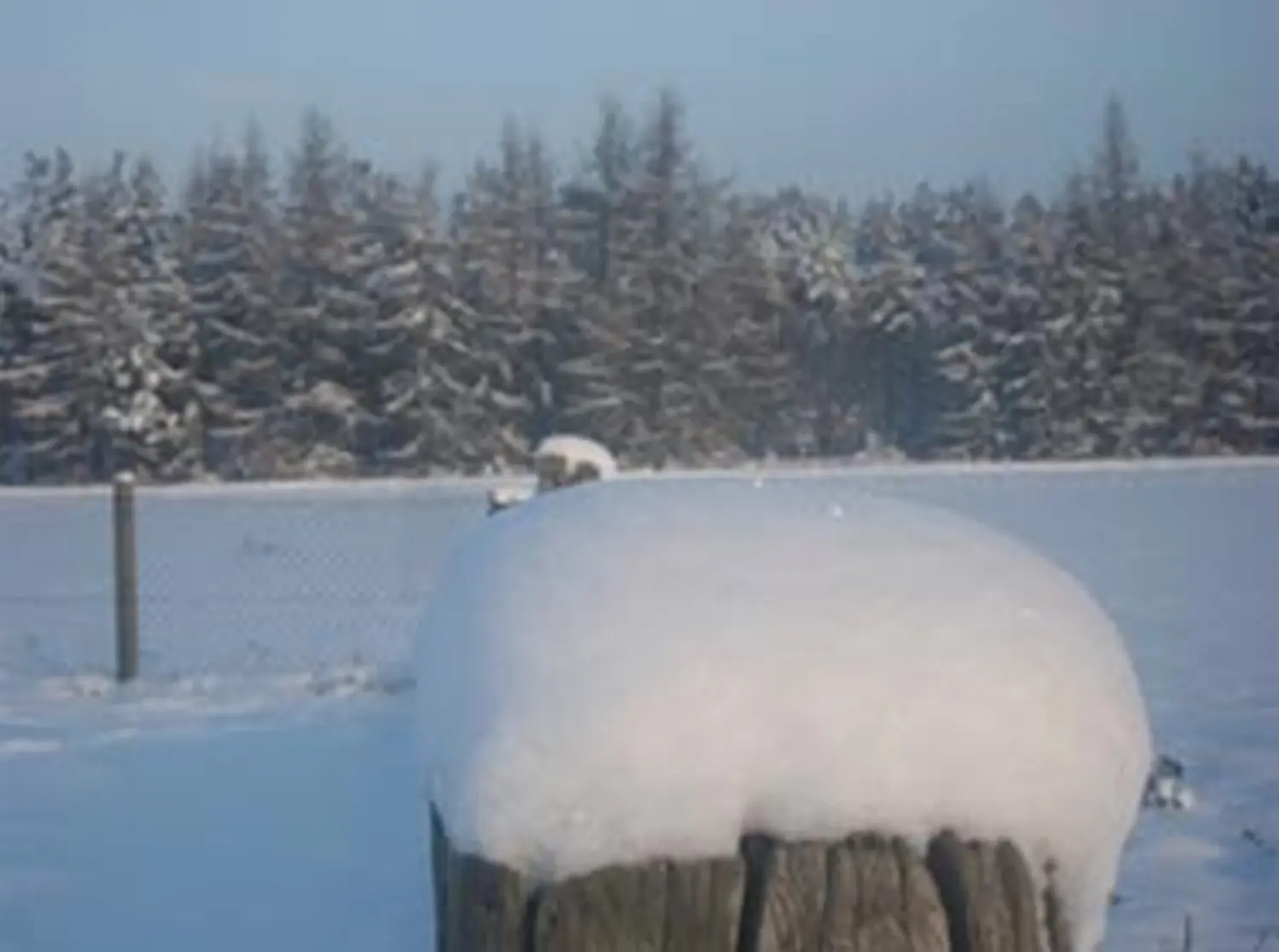 Hundeschule Lupus Schneefall