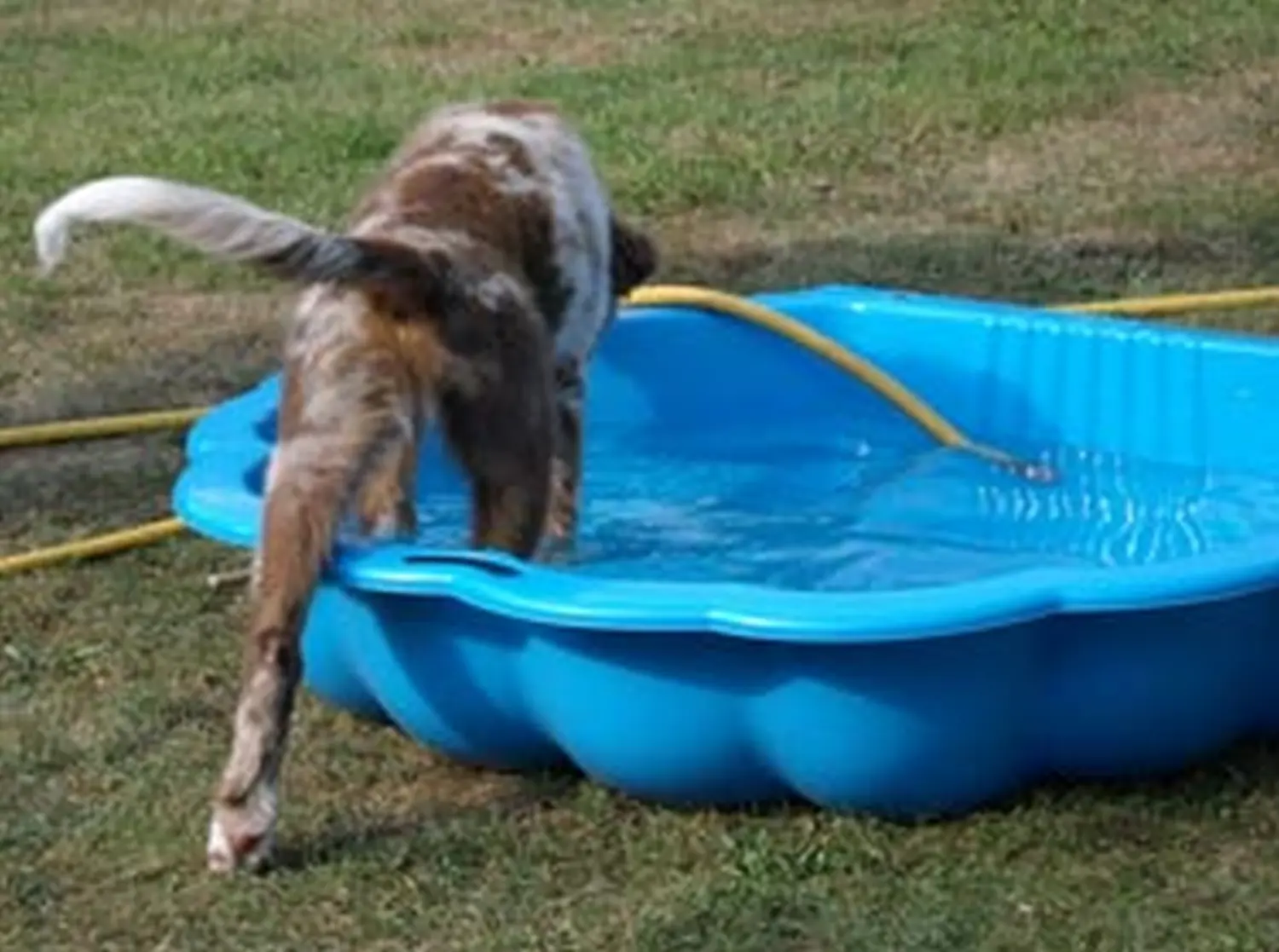 Hundeschule Lupus Die kleine Lahni