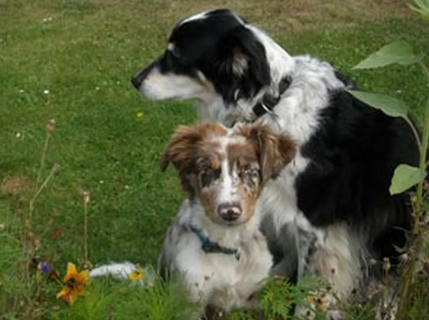 Hundeschule Lupus Die kleine Lahni