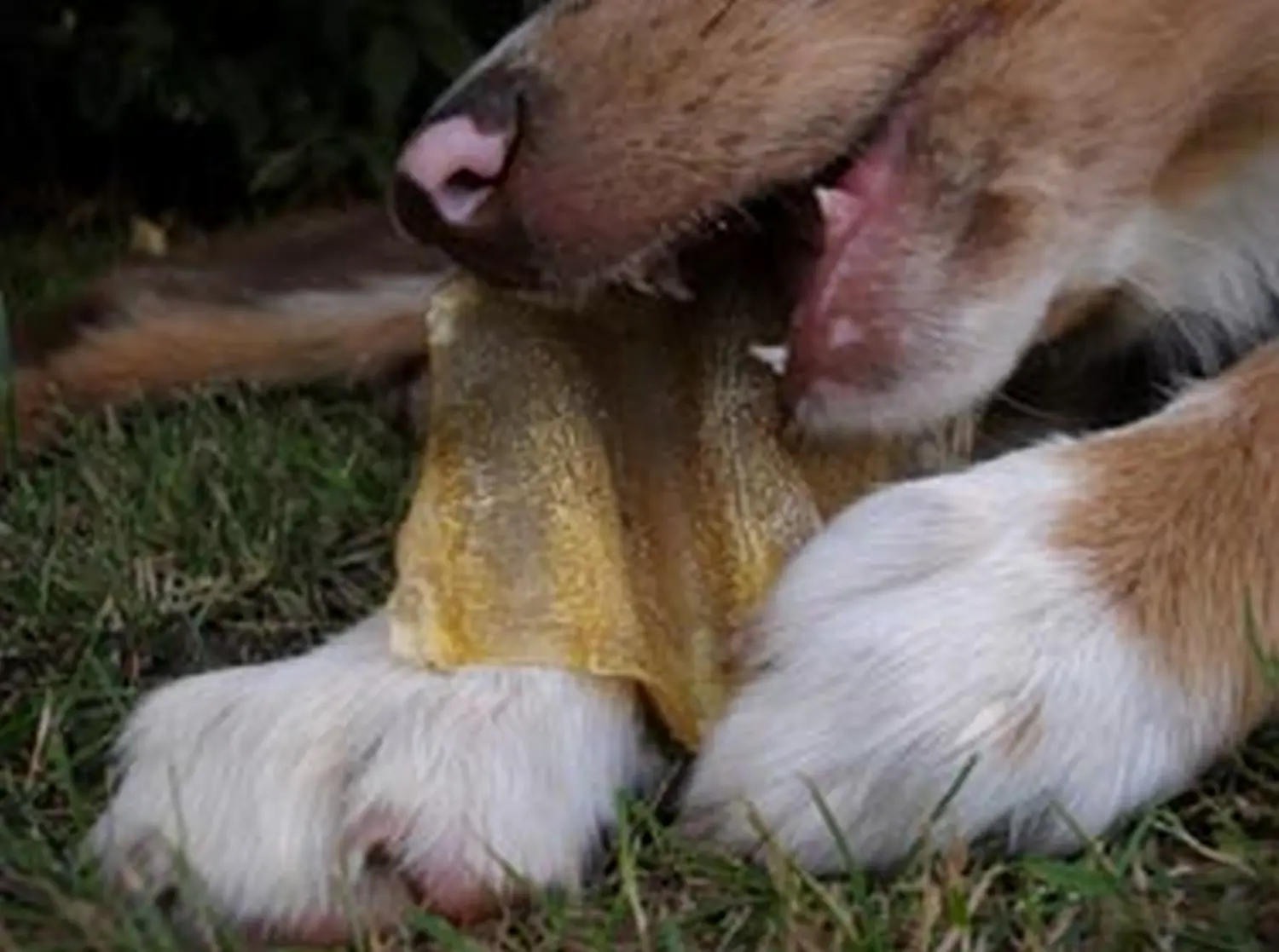 Hundeschule Lupus Die kleine Lahni