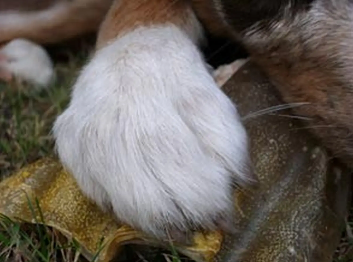 Hundeschule Lupus Die kleine Lahni