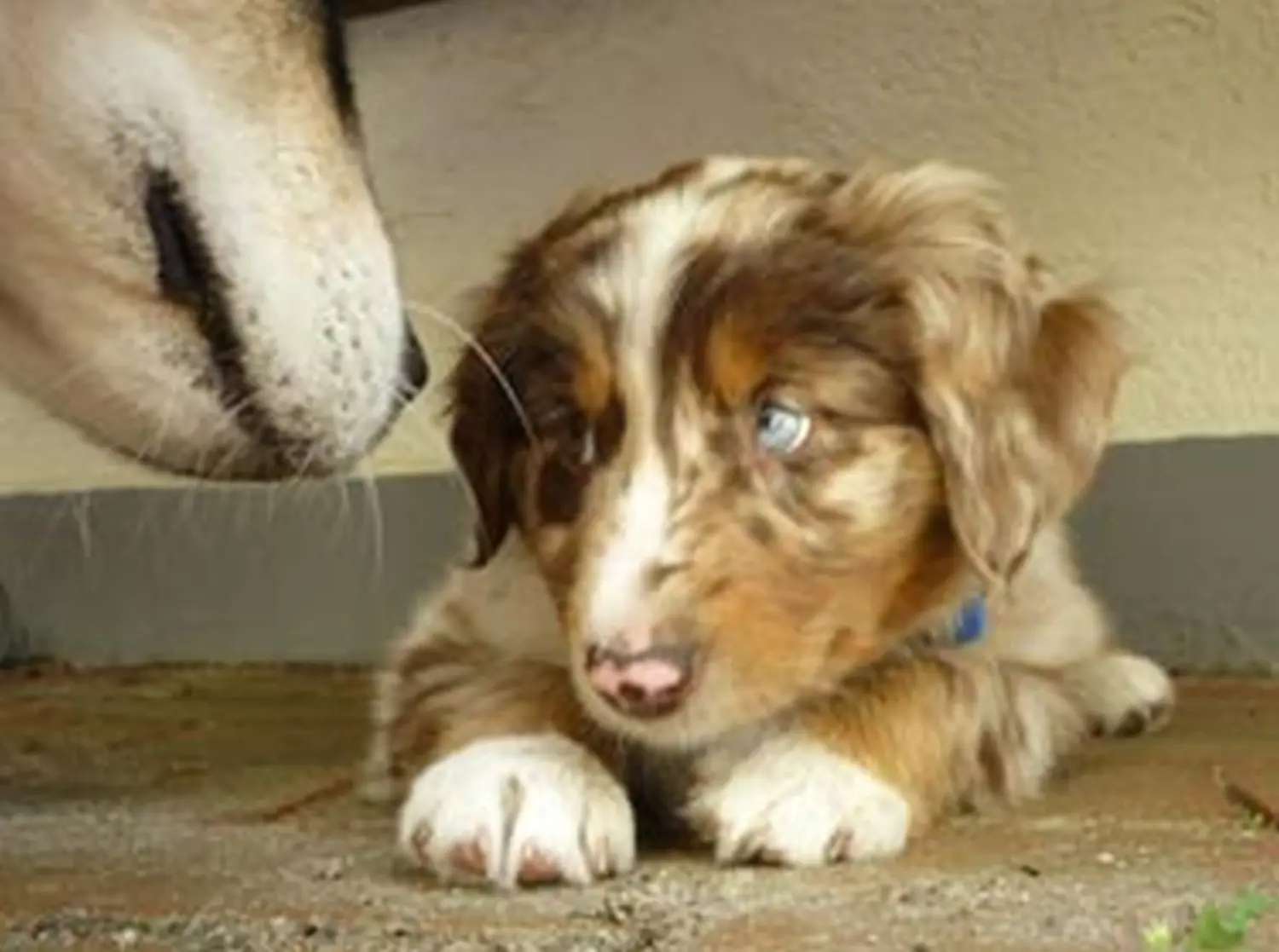 Hundeschule Lupus Die kleine Lahni