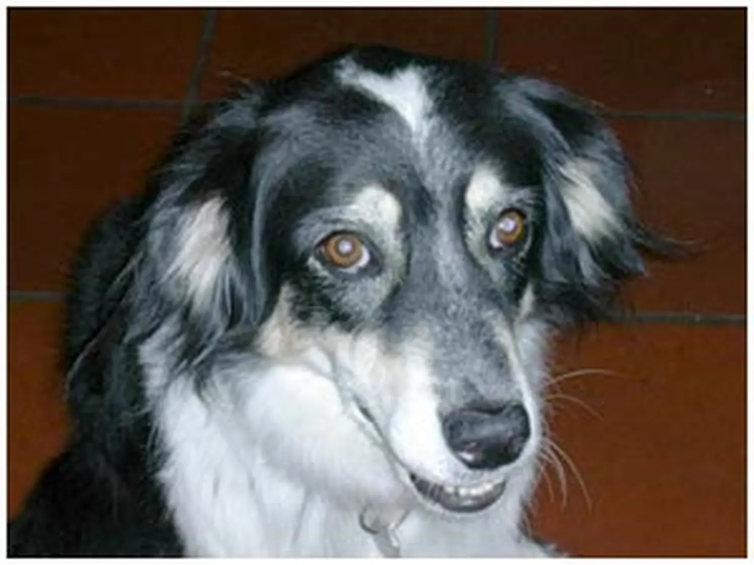 Hundeschule Lupus Jule & Fine