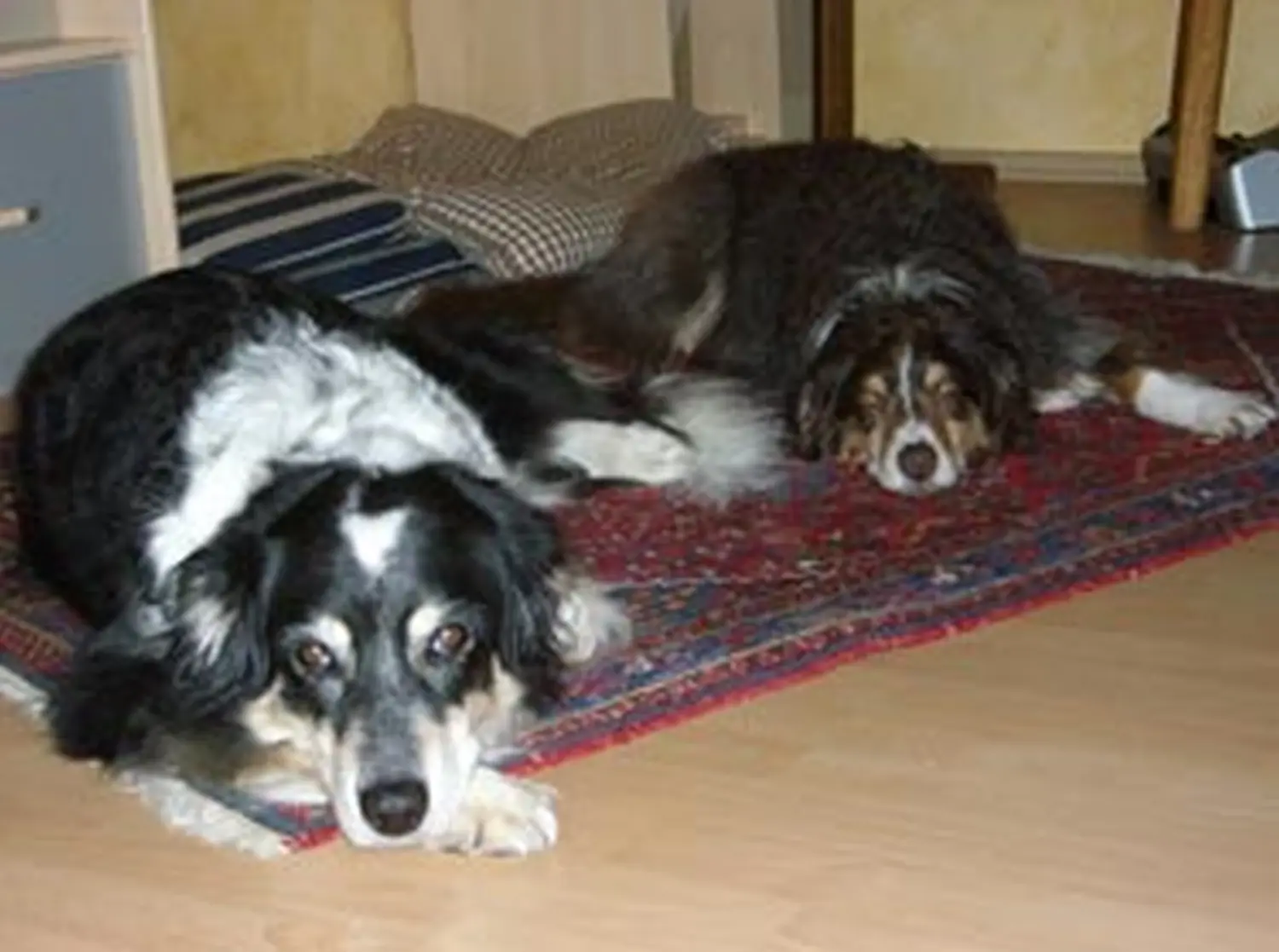 Hundeschule Lupus Jule & Fine