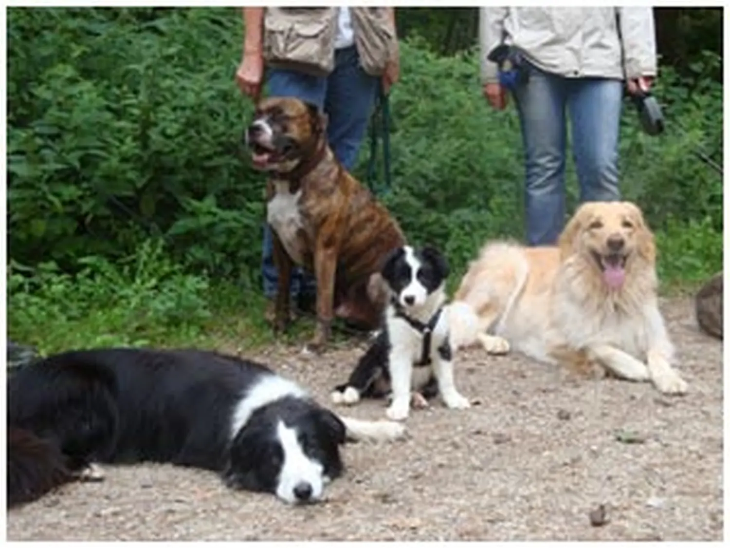 Hundeschule Lupus-Hunde gehen im Wald spazieren