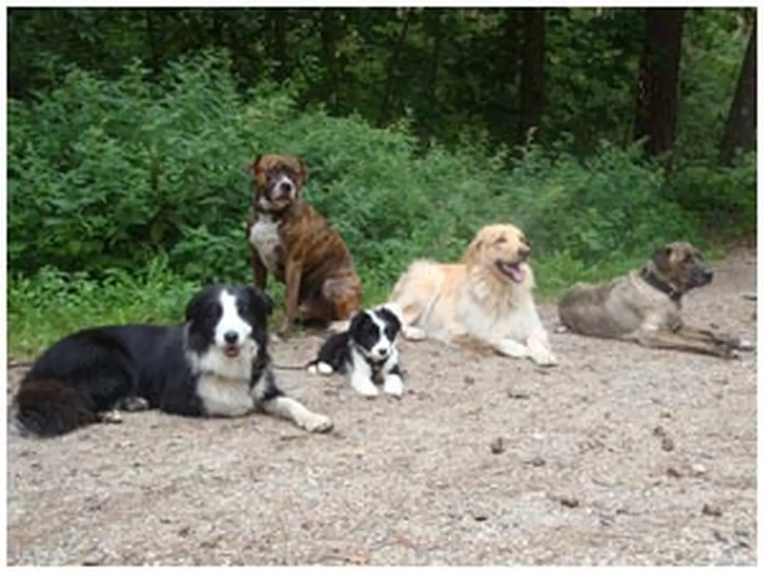 Hundeschule Lupus-Hunde gehen im Wald spazieren