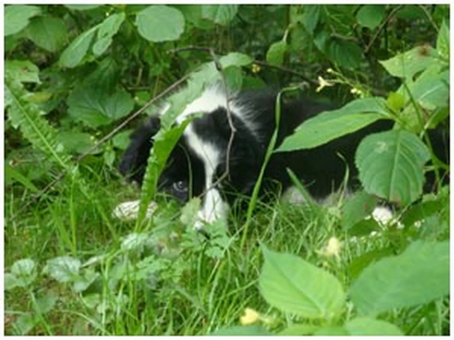 Hundeschule Lupus-Hunde gehen im Wald spazieren