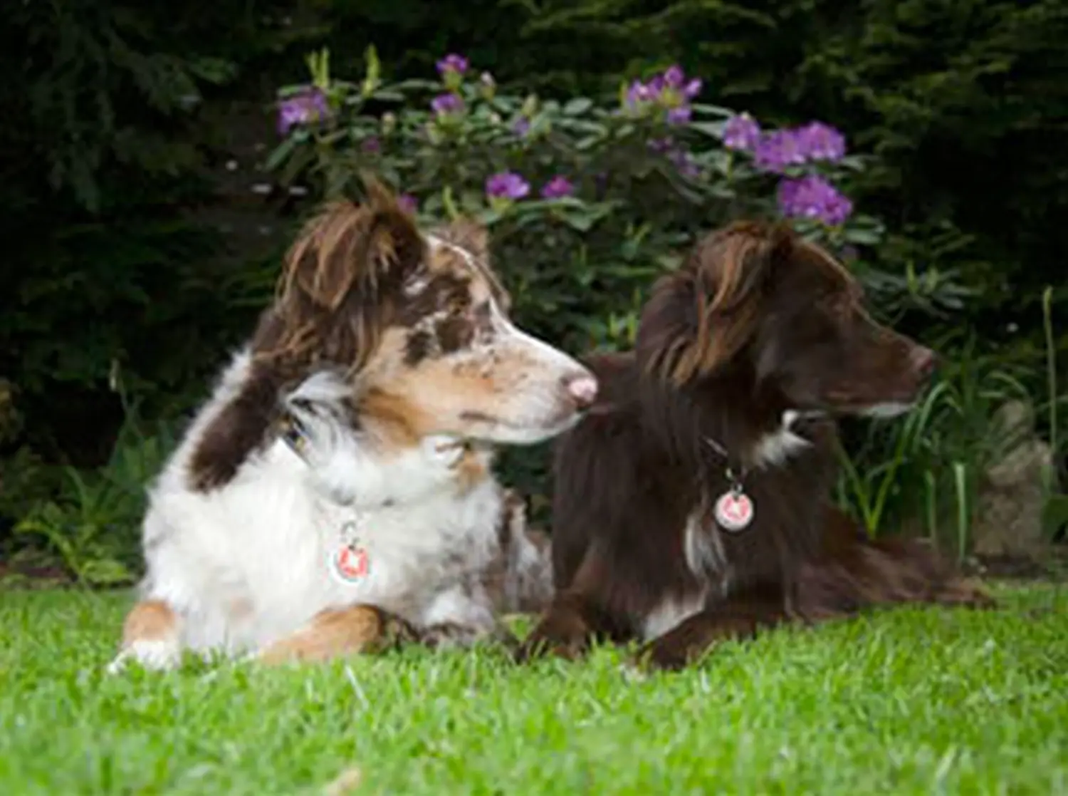 Hundeschule Lupus im Gras