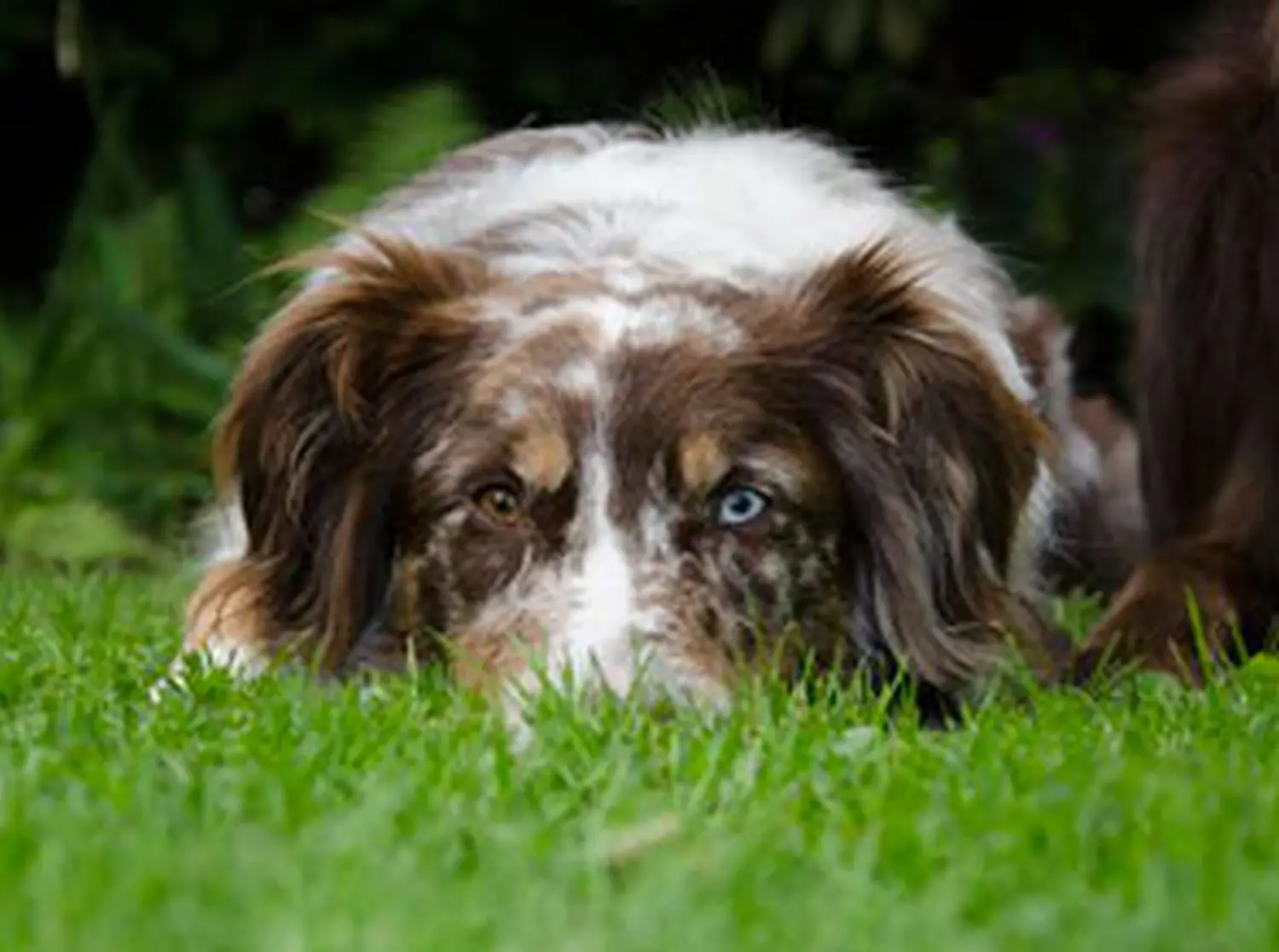 Hundeschule Lupus im Gras