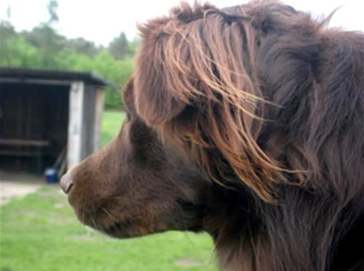 Hundeschule Lupushund
