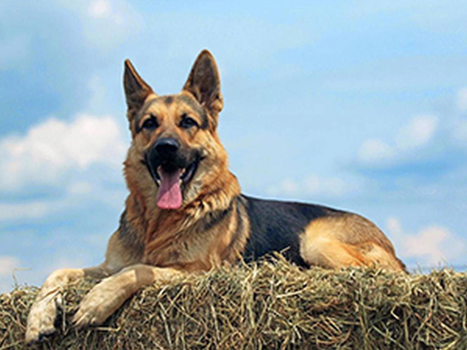 Hundeschule Lupus holger