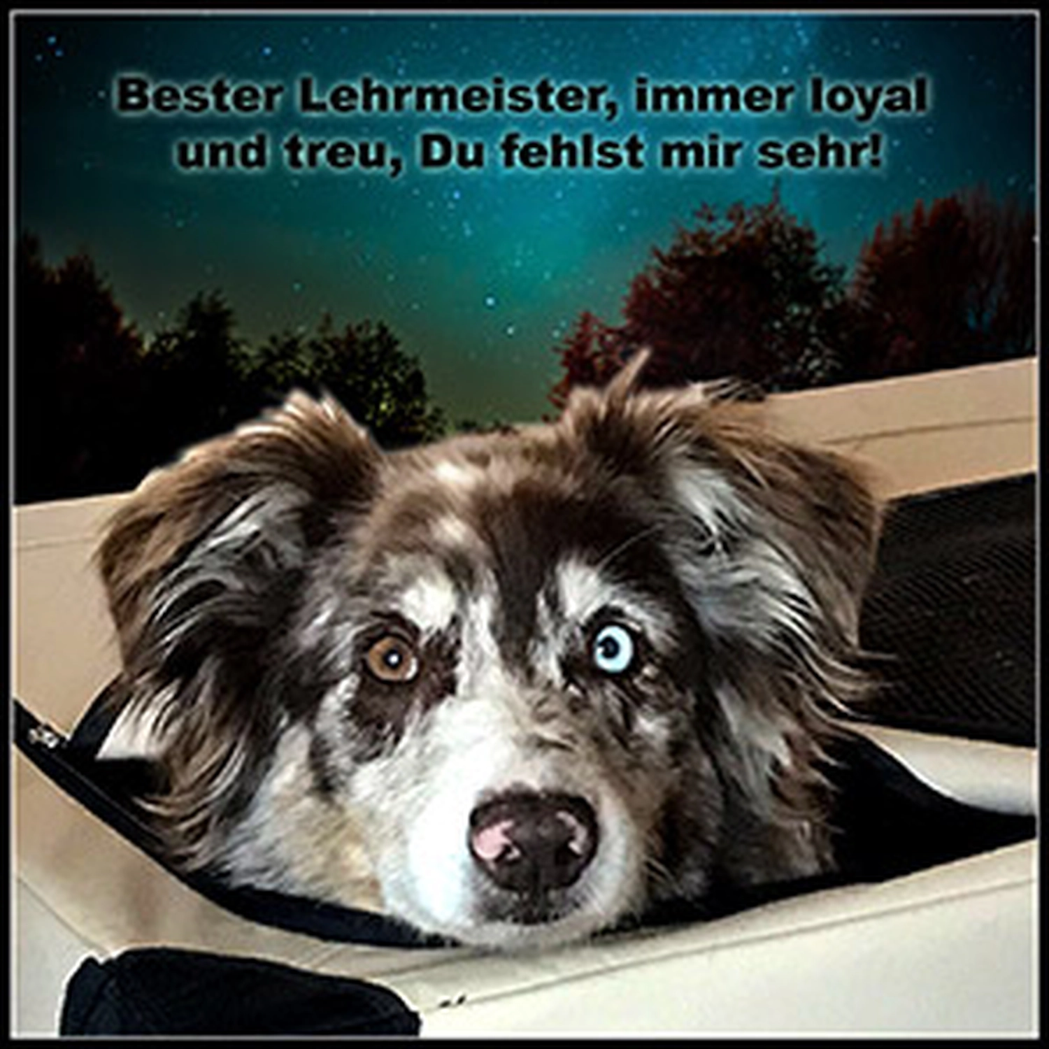 Hundeschule Lupus lahni