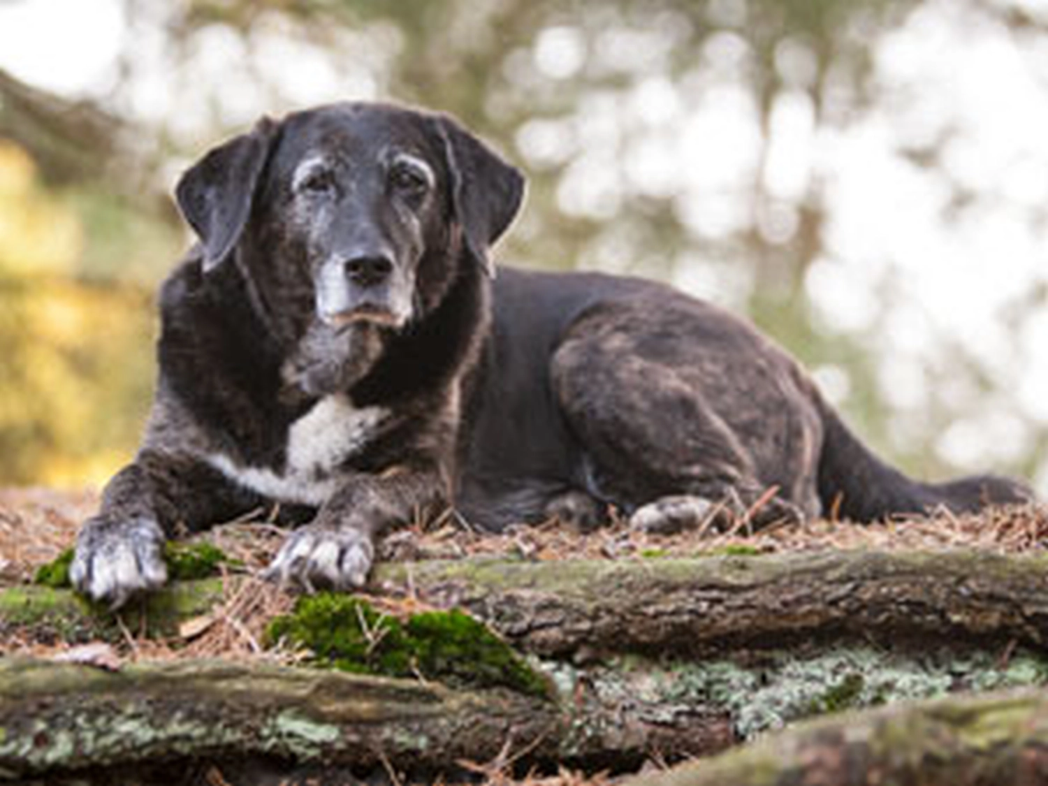 Hundeschule Lupus raika