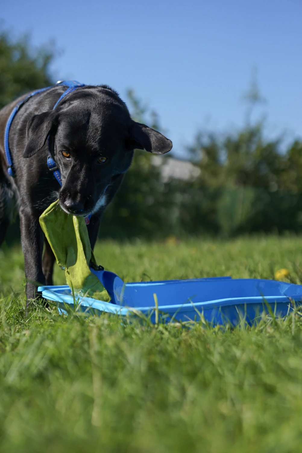 Hundeschule Lupus im Gras