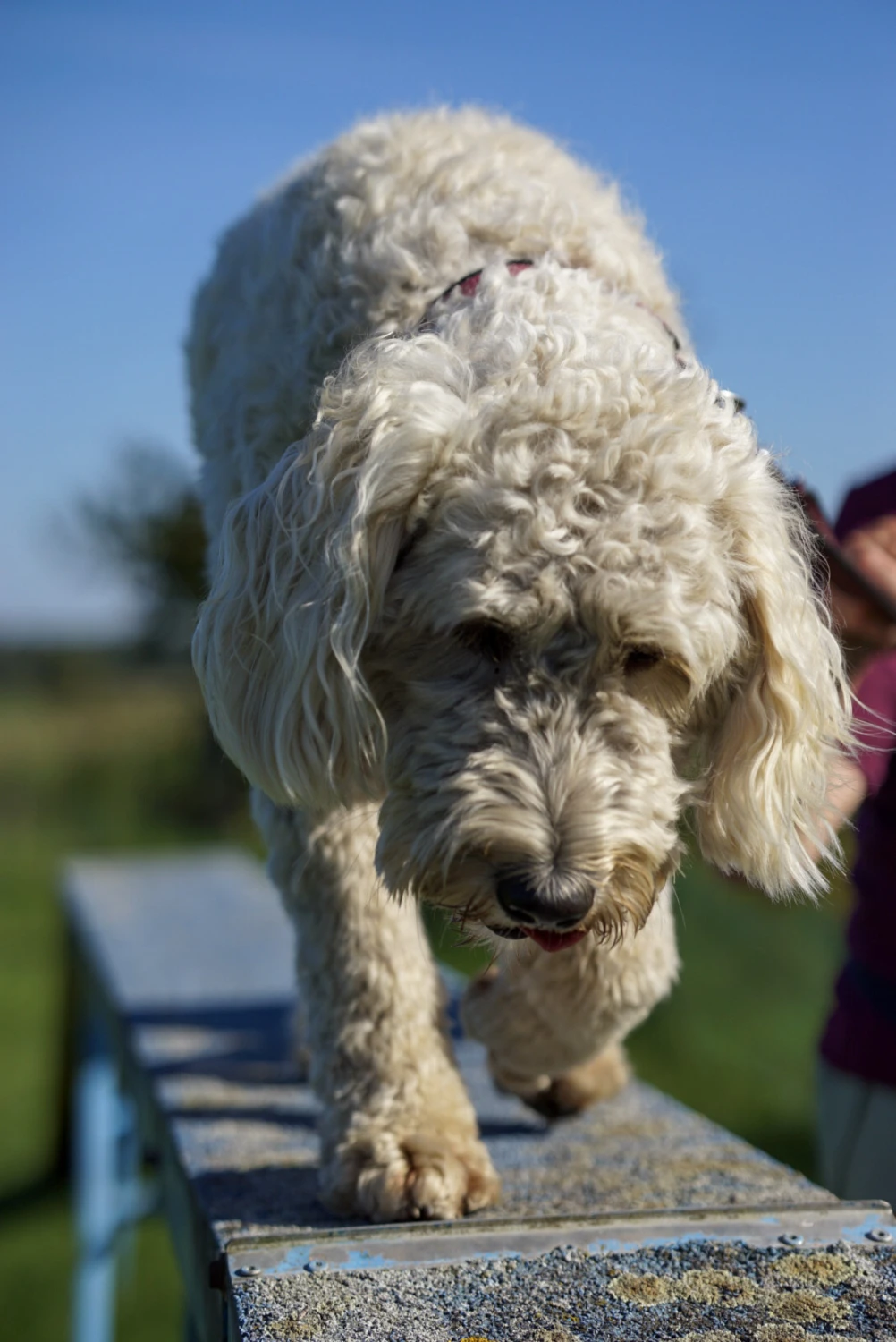 Hundeschule Lupushund