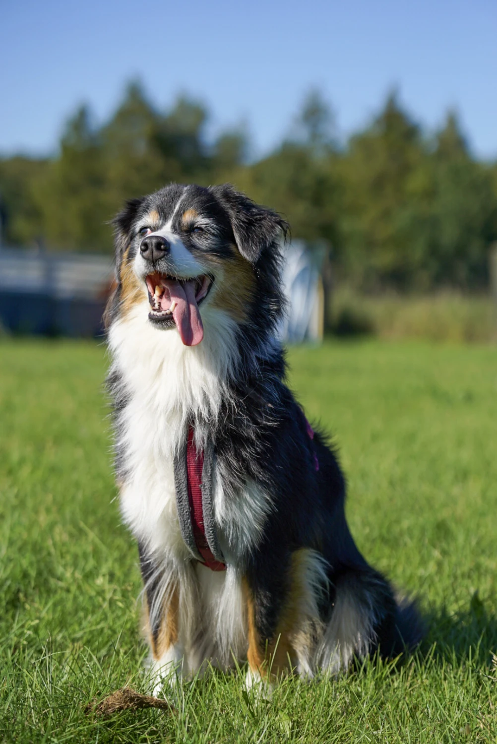 Hundeschule Lupus im Gras