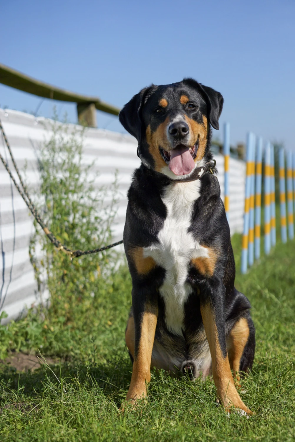 Hundeschule Lupus im Gras