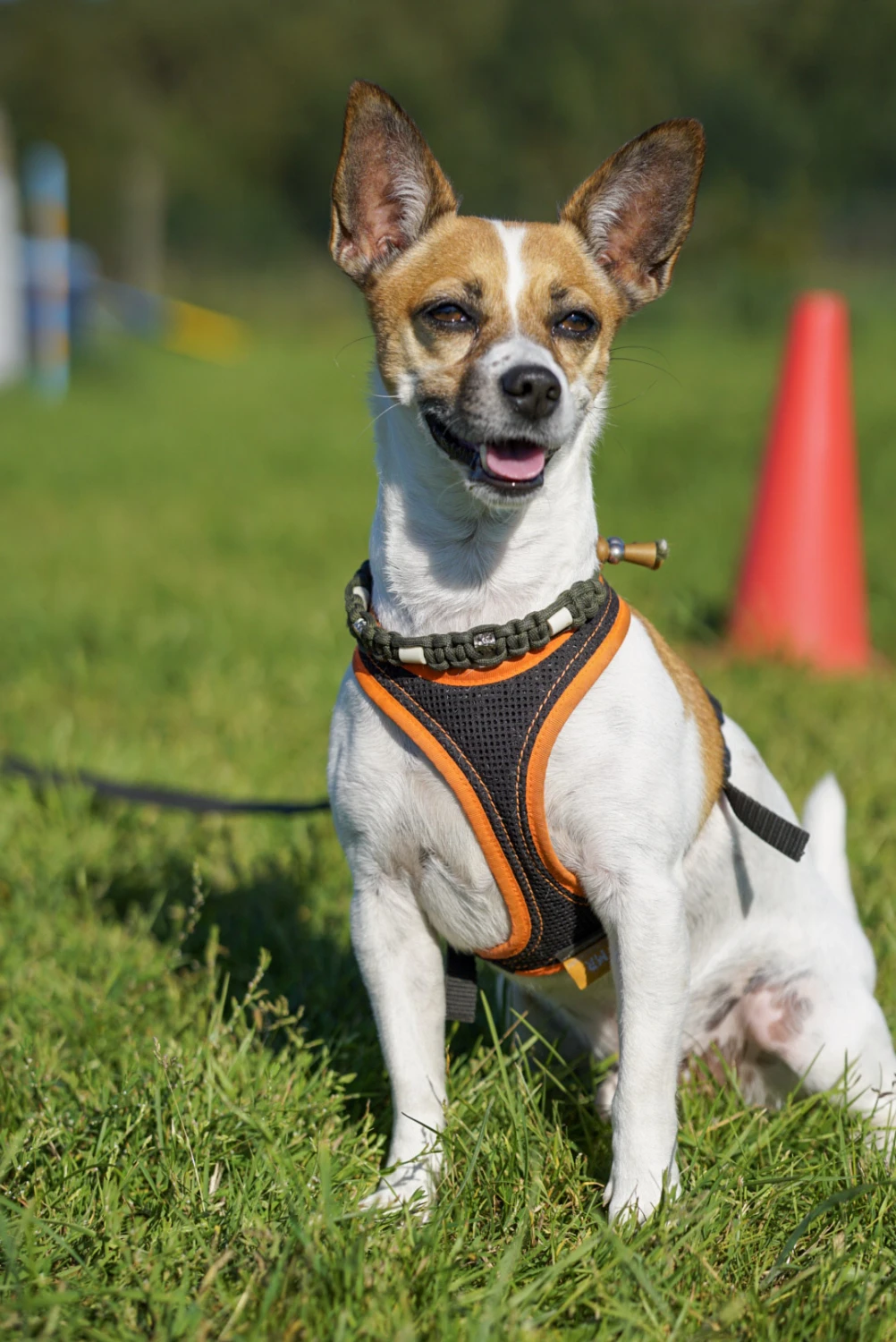 Hundeschule Lupus im Gras