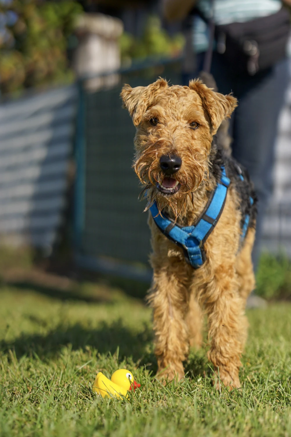 Hundeschule Lupus im Gras