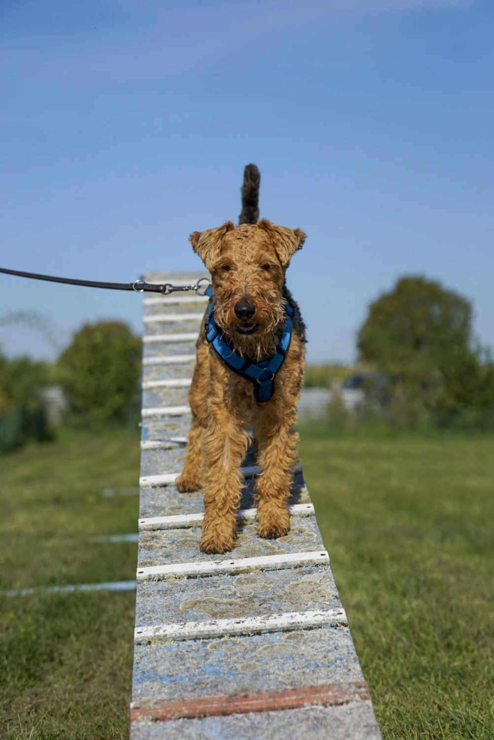 Hundeschule Lupushunde