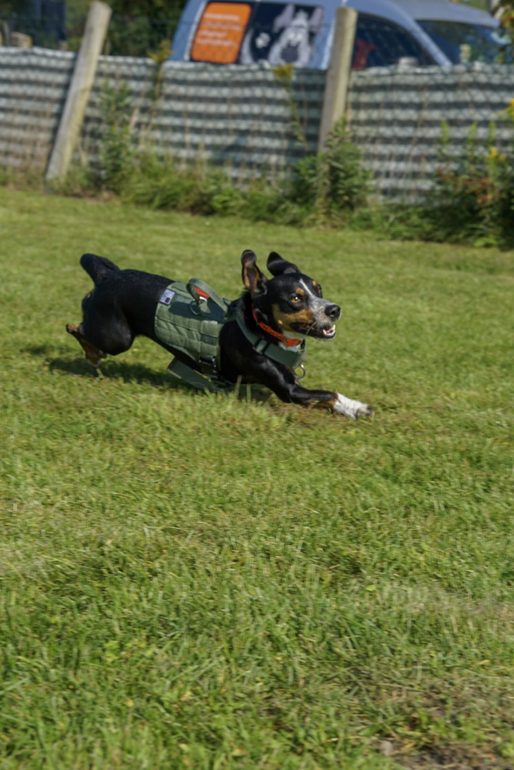 Hundeschule Lupus-Hund läuft auf einer Wiese