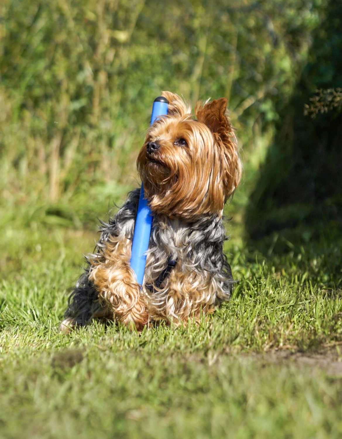 Hundeschule Lupus im Gras