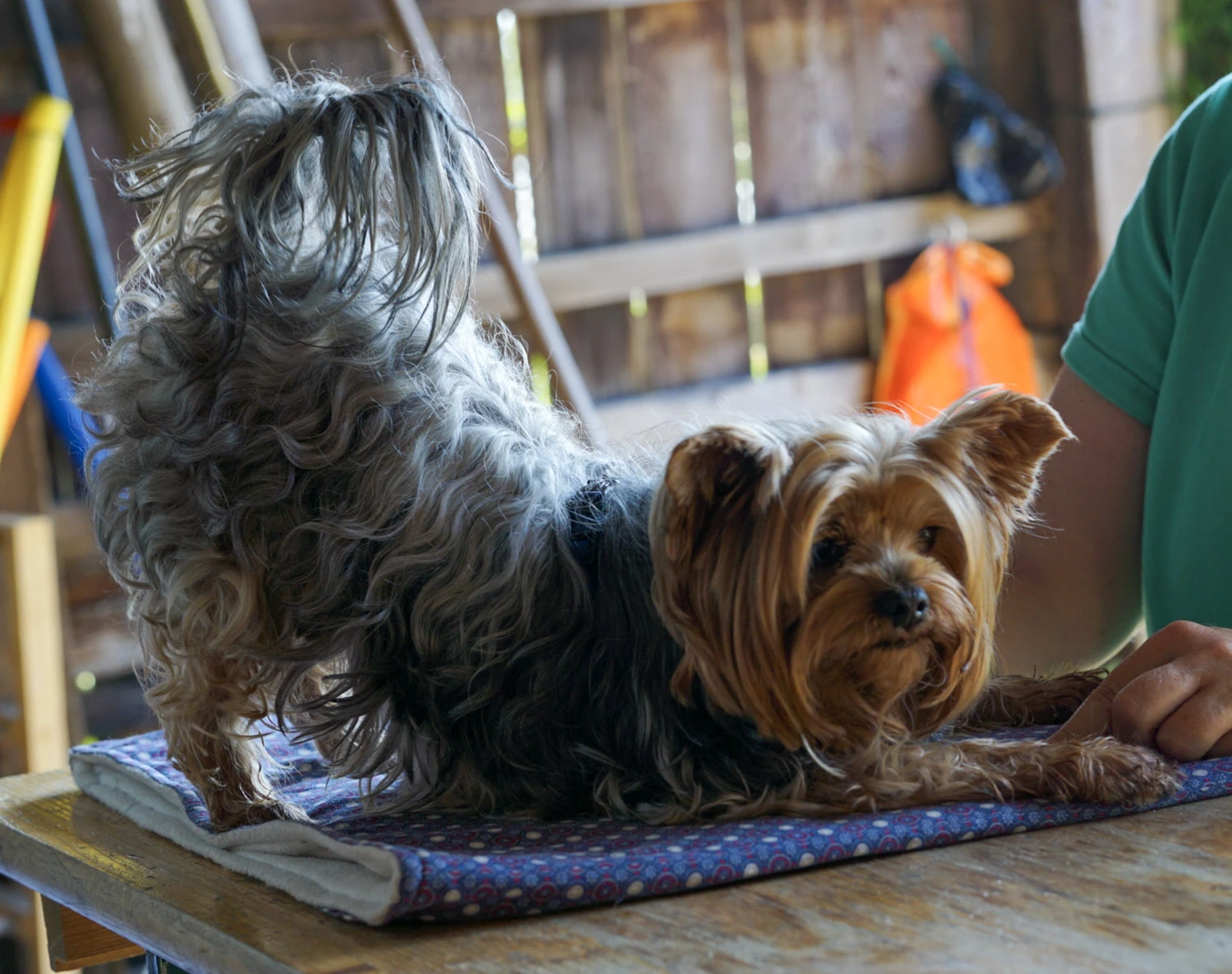 Hundeschule Lupushunde