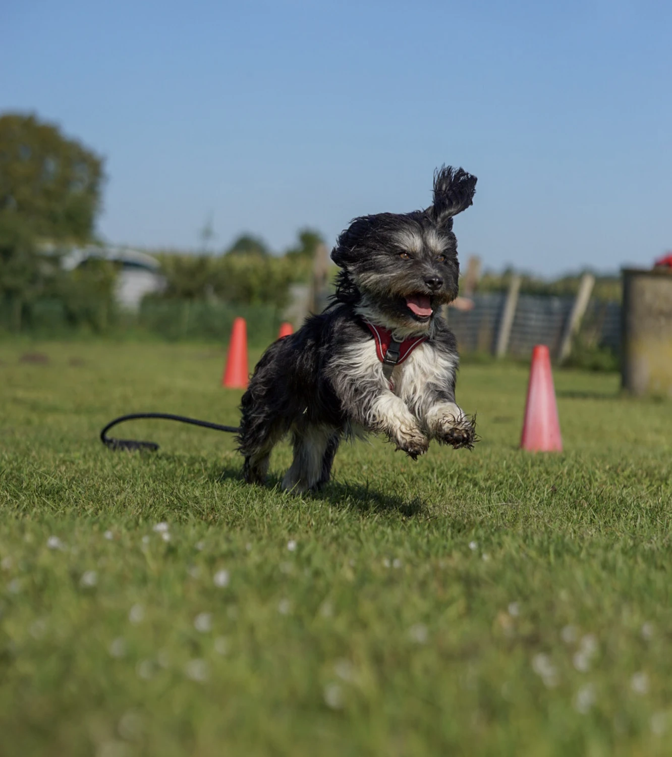 Hundeschule Lupushunde