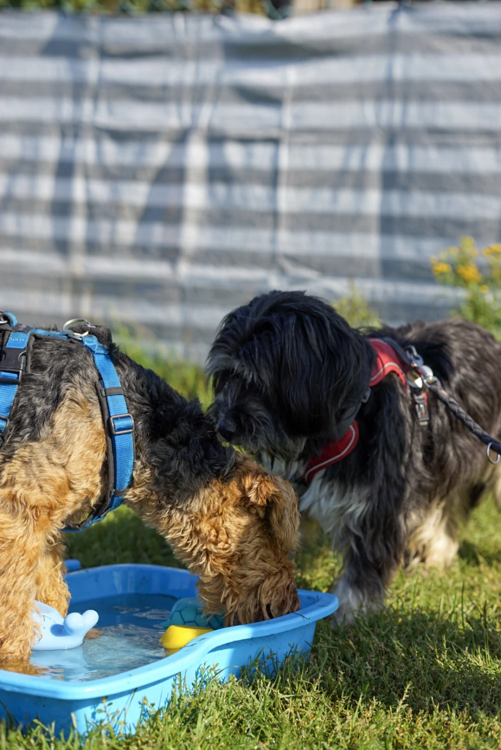 Hundeschule Lupus im Gras