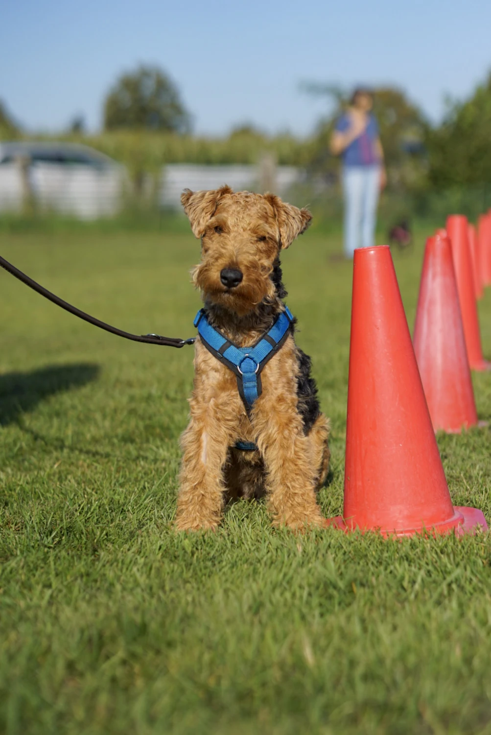 Hundeschule Lupus im Gras