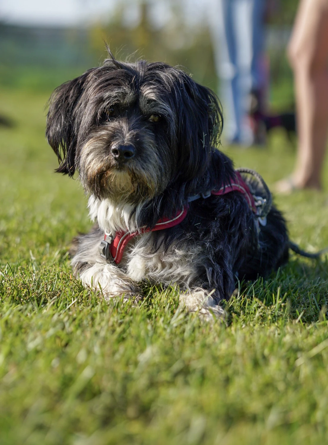 Hundeschule Lupus Hund sitzt auf einer Wiese