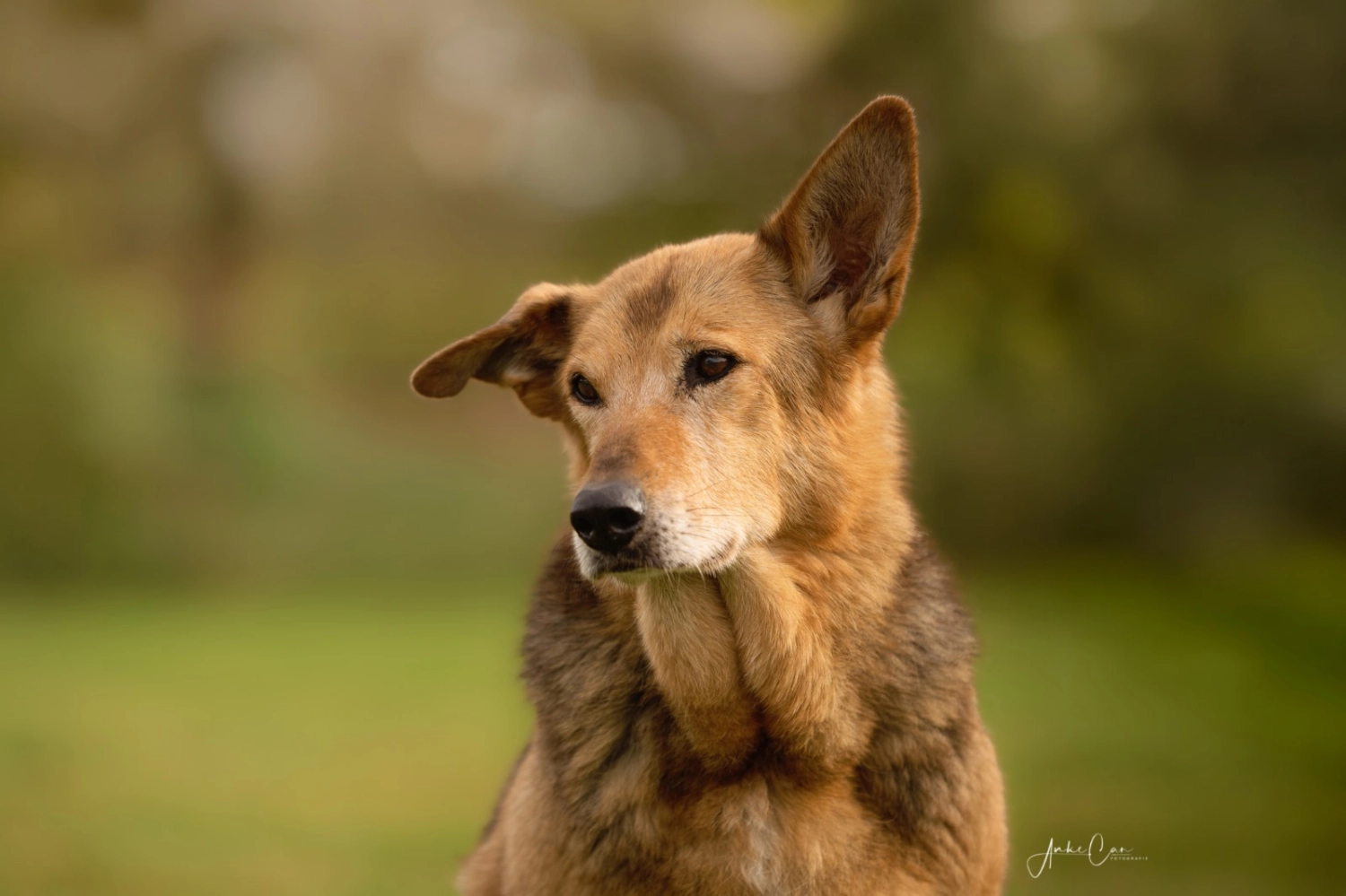 Hundeschule Lupus jule