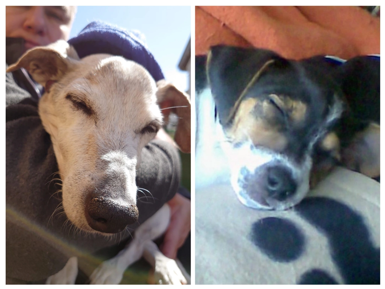 Hundeschule Lupus jule