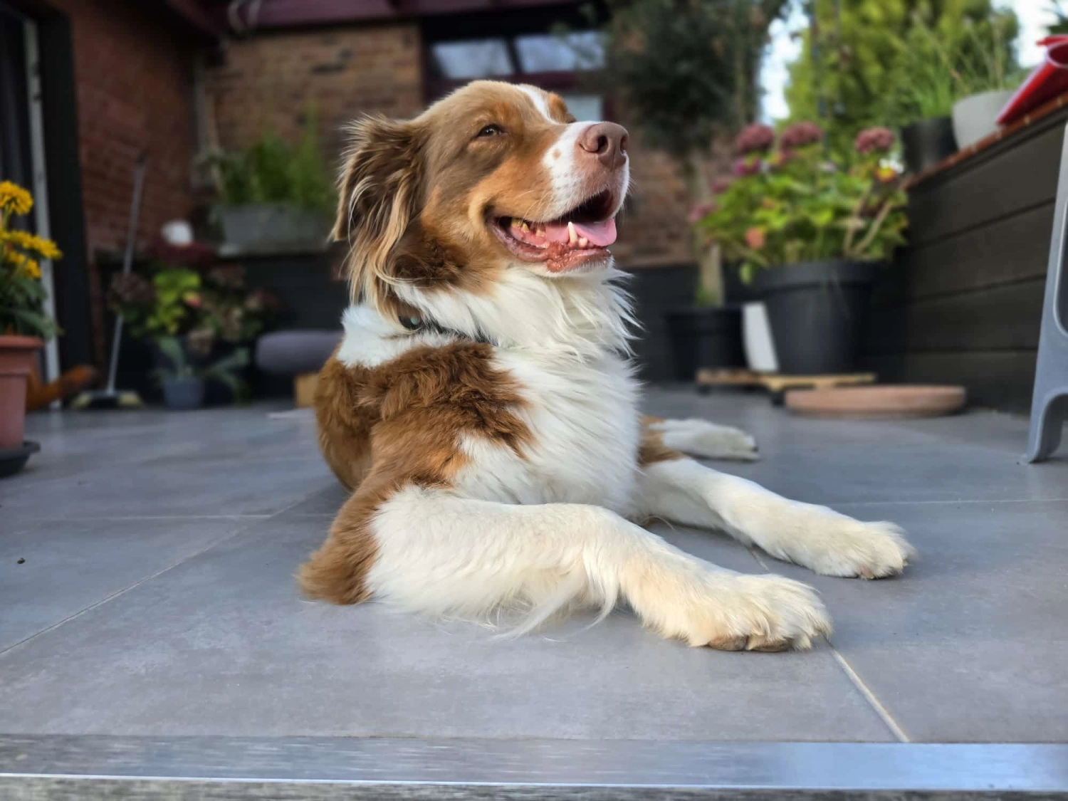 Hundeschule Lupus jule