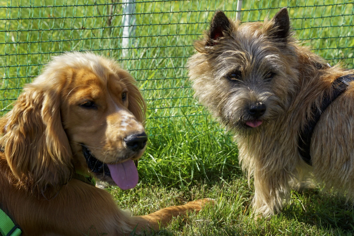 Hundeschule Lupushunde