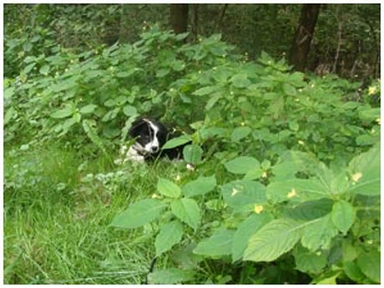 Hundeschule Lupus-Hunde gehen im Wald spazieren