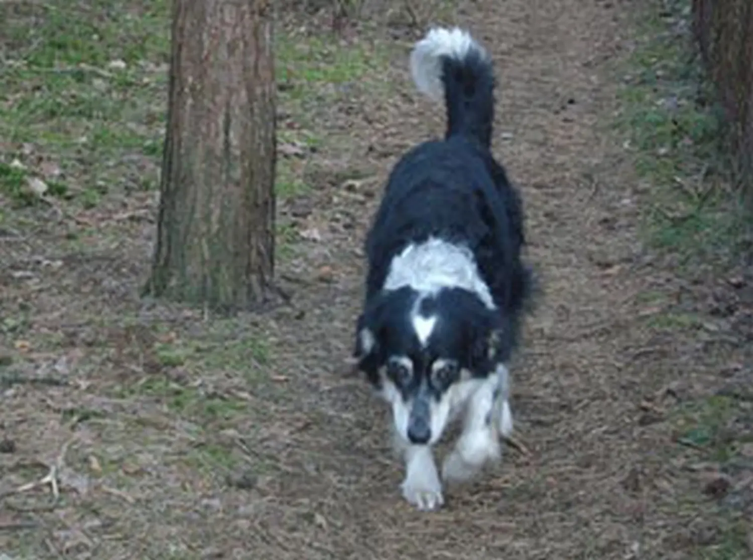 Hundeschule Lupus Jules letzter Spaziergang
