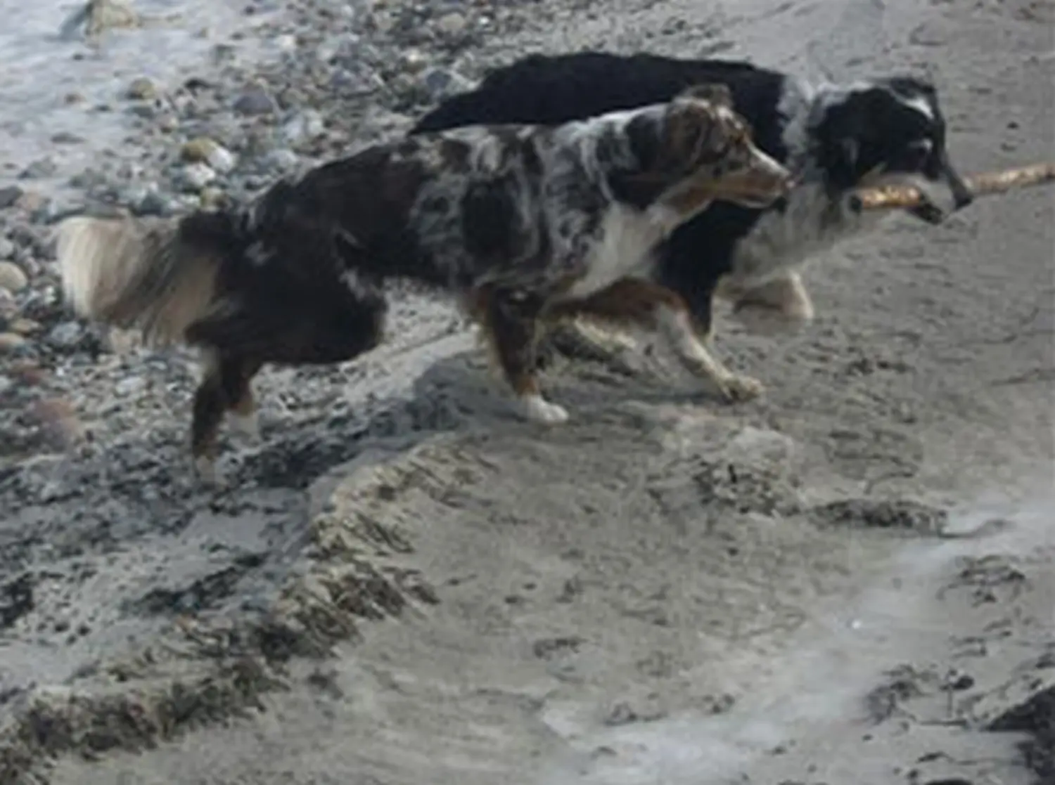 Hundeschule Lupus An der Ostsee - Februar 2011