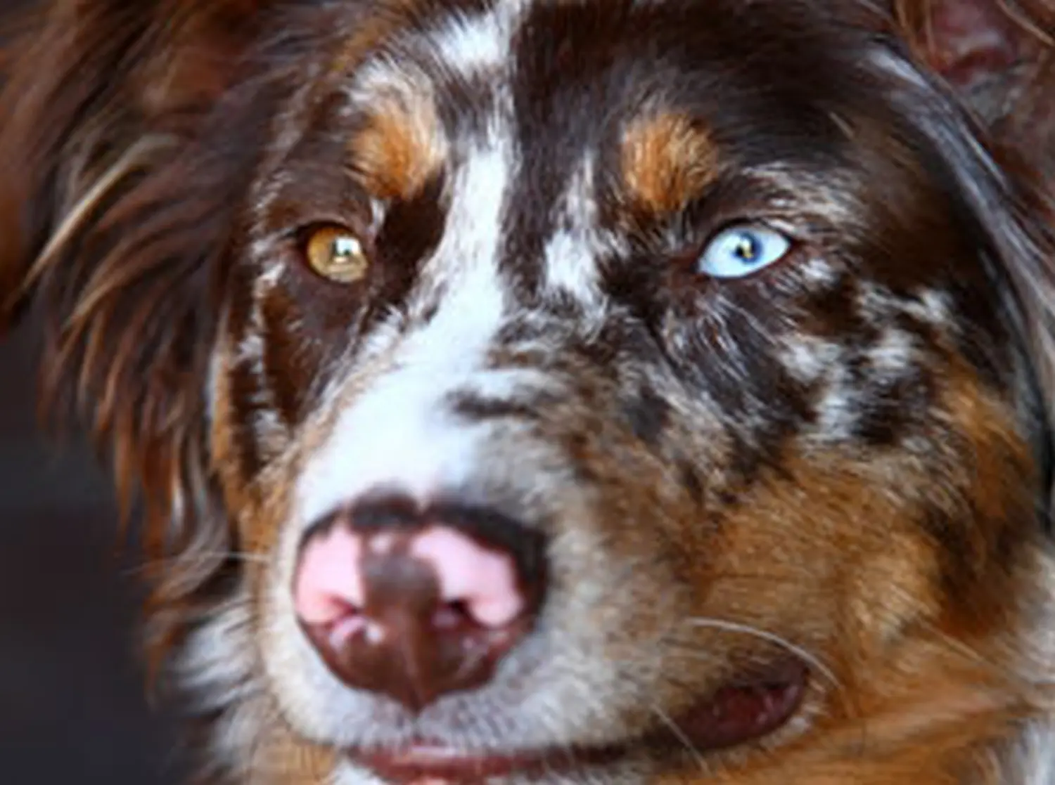 Hundeschule Lupushund