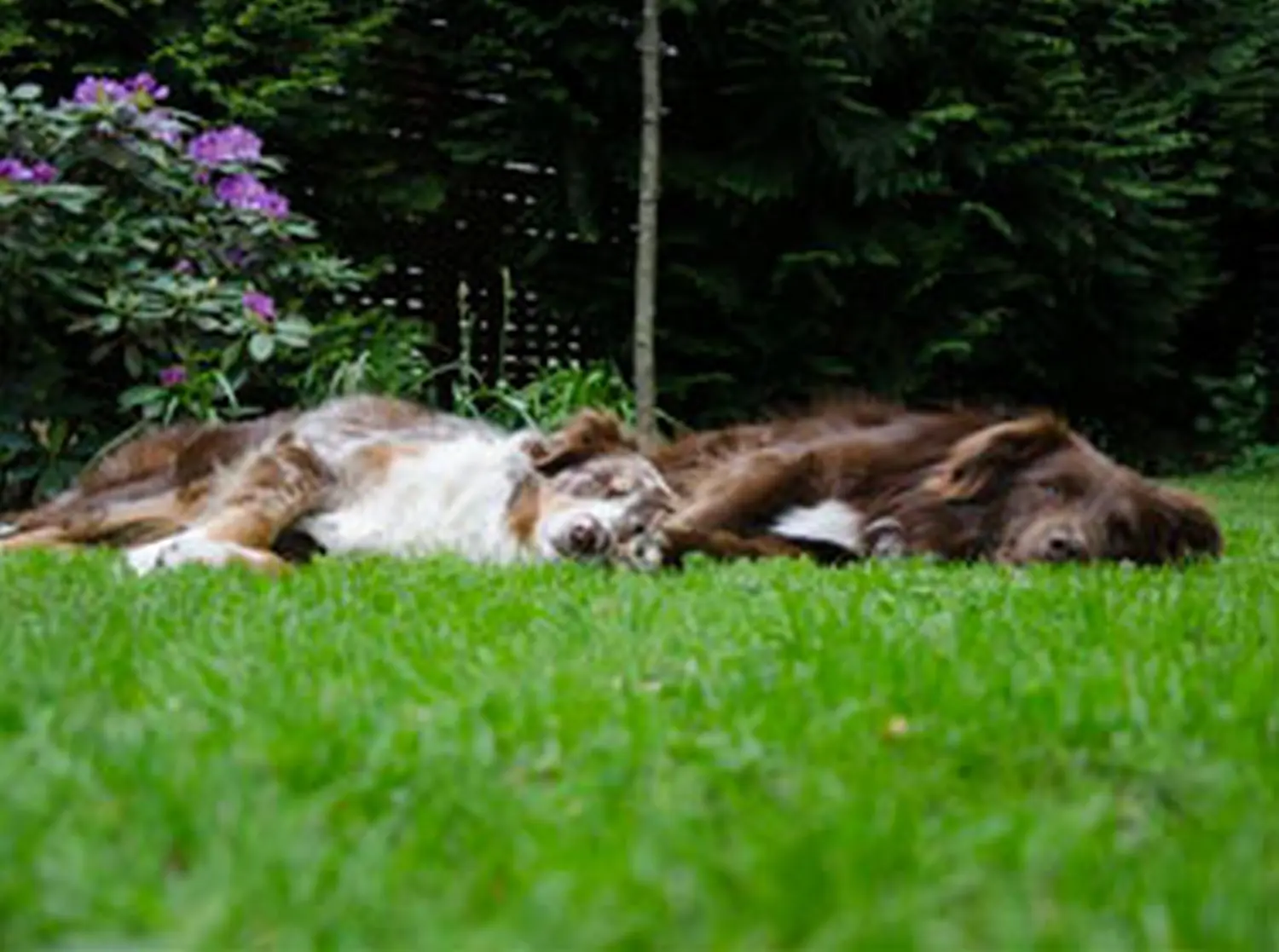Hundeschule Lupus im Gras